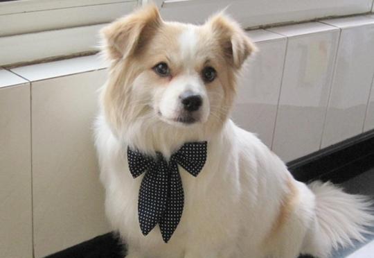 蝴蝶犬长牙时间详解（宠物蝴蝶犬的生长发育全过程）