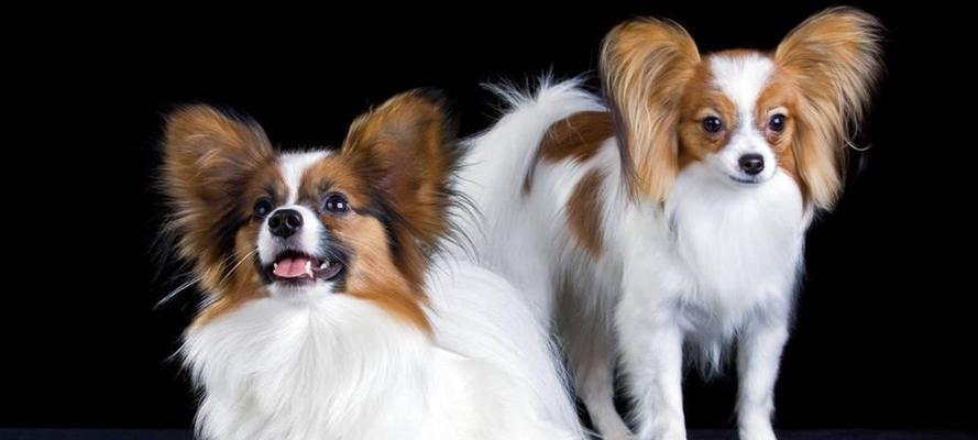 蝴蝶犬脱毛严重的原因及预防措施（宠物犬脱毛问题的症状、影响和解决方法）
