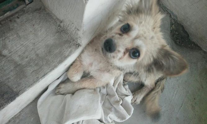以蝴蝶犬修毛的步骤（宠物美容技巧详解，让你的蝴蝶犬变身萌萌哒）