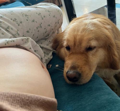 全面指导你为蝴蝶犬准备妊娠期间的饮食（全面指导你为蝴蝶犬准备妊娠期间的饮食）