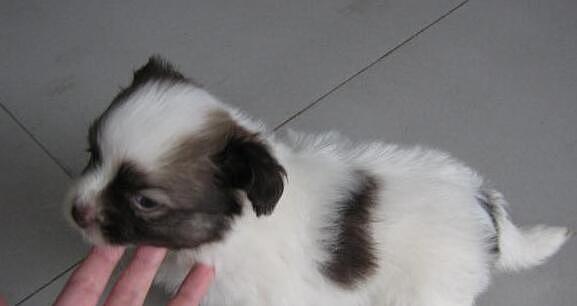 如何养护蝴蝶幼犬？（全面指南，从喂养到训练，让你的宠物健康成长！）
