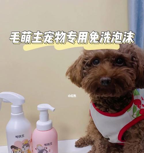 孕期能否给狗狗洗澡？（宠物母亲的生理变化和注意事项）