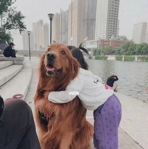 如何缓解宠物金毛频繁小便问题（有效的金毛小便缓解方法及注意事项）