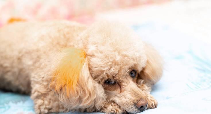 换季时如何关爱你的狗狗？（从饮食、运动到护理，全面呵护你的宠物健康！）