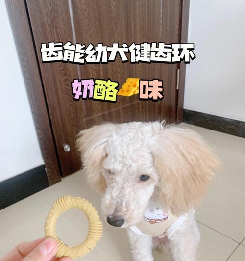 如何照顾换牙时的宠物狗（关注换牙期间的饮食、口腔卫生和活动量）