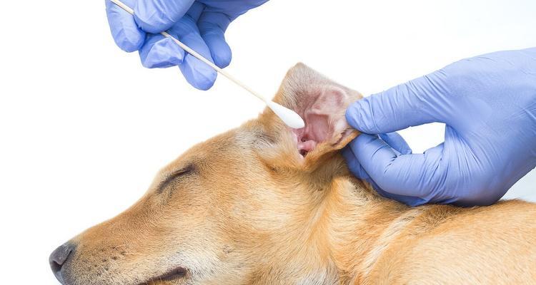 患有耳螨的狗狗应该如何护理？（详细了解耳螨症状与治疗，为你的宠物提供最好的护理）