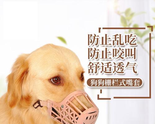 狗狗生活用品的清洗必备（关爱宠物，从清洁开始）