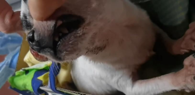 吉娃娃发情期的注意事项（细心照顾你的爱宠，做个负责任的主人）
