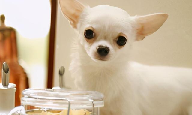吉娃娃幼犬的全面饲养指南（打造健康、快乐、可爱的宠物生活）