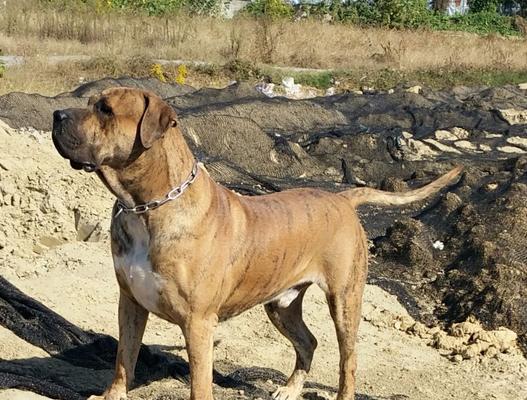加纳利犬呕吐原因分析（探究加纳利犬呕吐的成因及对应治疗方法）