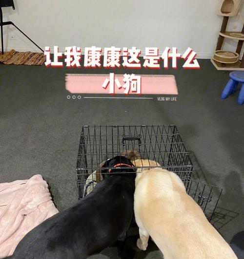 家中必须杜绝的狗狗危害物品（宠物狗狗的安全来自于我们的警觉与防范）