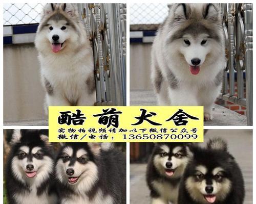 健康养护阿拉斯加雪橇犬（宠物家庭中的萌宠，如何健康饲养）