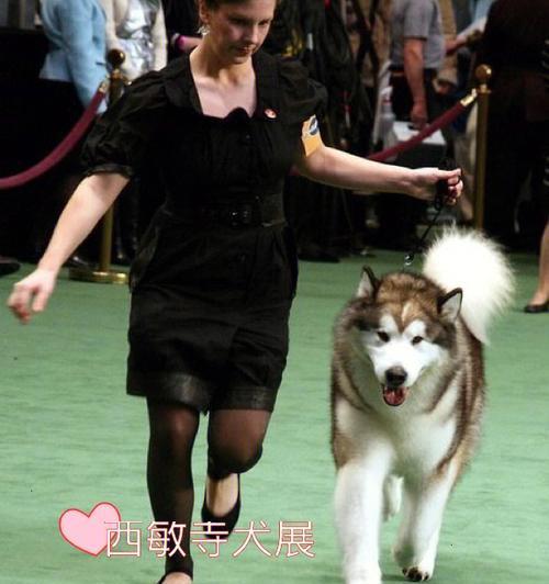 健康养护阿拉斯加雪橇犬（宠物家庭中的萌宠，如何健康饲养）