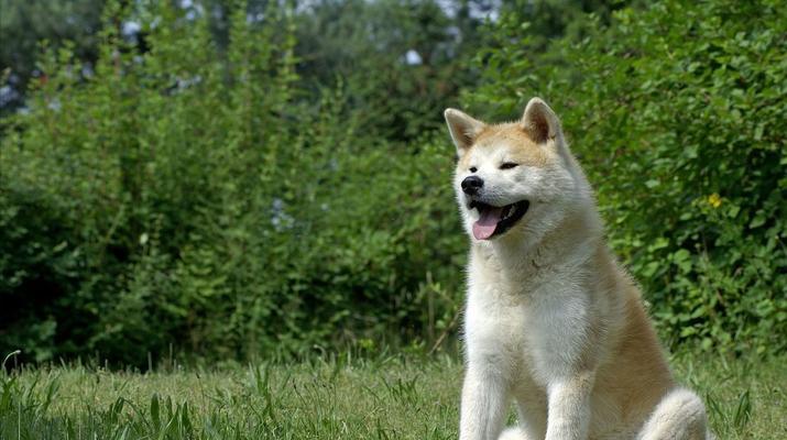 如何培养温顺的秋田犬——以训练降低攻击性为例（宠物秋田犬攻击性降低的有效训练方法）