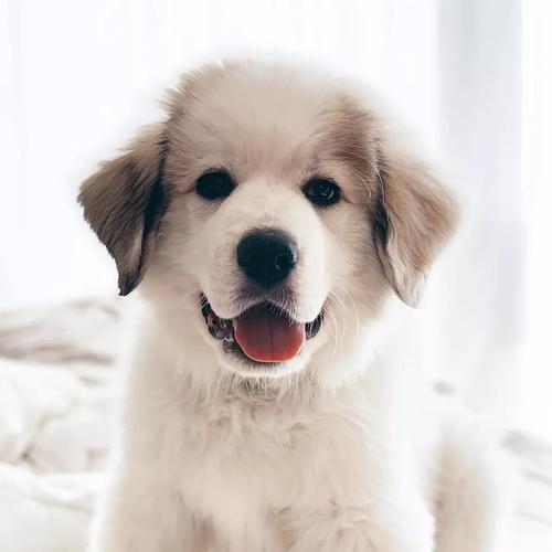 饲养大白熊犬指南（成为一名专业的大白熊犬主人）