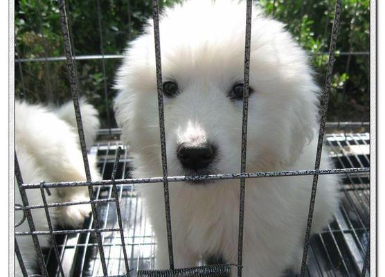 饲养大白熊犬指南（成为一名专业的大白熊犬主人）