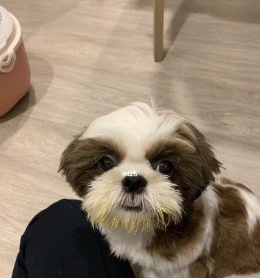 西施犬智商提升全攻略（以宠物为主，让你的西施犬变聪明）