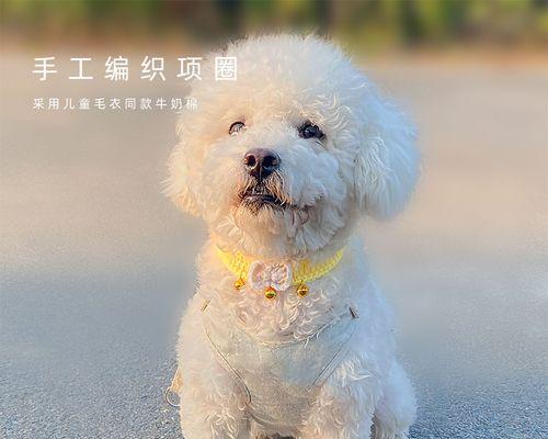 训练您的比熊狗戴上颈圈（以正确方式让您的宠物适应颈圈，使其更健康舒适）