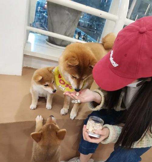 如何合理安置你的狗狗过节假日（以宠物为主，给狗狗一个安心的假期）