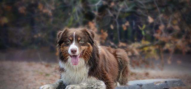 解读贵宾犬别离不安症（揭开宠物内心的焦虑情绪，帮助您更好地照顾TA）