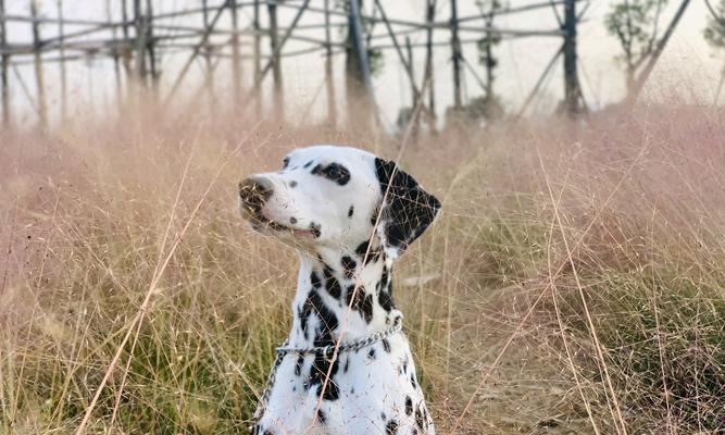 斑点犬的饲养方法详解（宠物狗的健康与幸福）