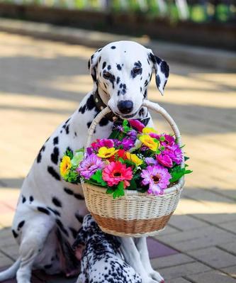 斑点犬的饲养方法详解（宠物狗的健康与幸福）