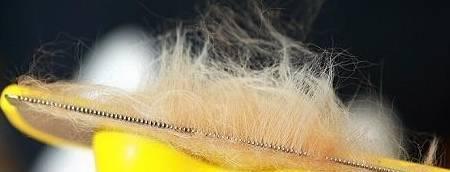 如何解决金毛犬毛发打结问题？（宠物美容养护必知，轻松处理毛发打结。）