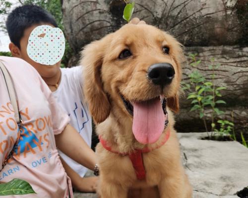 金毛犬尿液异常的原因和解决方法（金毛犬尿液很黄可能是疾病或饮食问题，怎么办？）