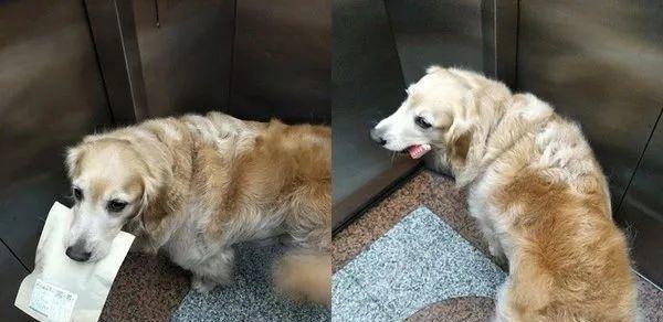 金毛犬尿液异常的原因和解决方法（金毛犬尿液很黄可能是疾病或饮食问题，怎么办？）