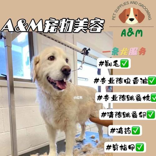 金毛犬身上长跳蚤该怎么办？（宠物主人必看，全面解决金毛犬跳蚤问题）