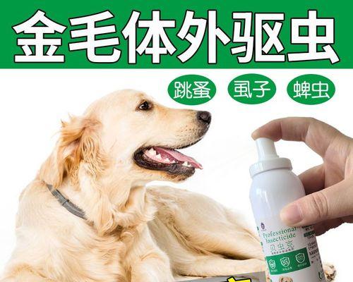 金毛犬身上长跳蚤该怎么办？（宠物主人必看，全面解决金毛犬跳蚤问题）