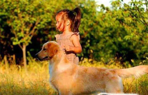 如何训练金毛犬？（掌握最佳训练时间，让金毛犬成为您的忠诚伴侣）