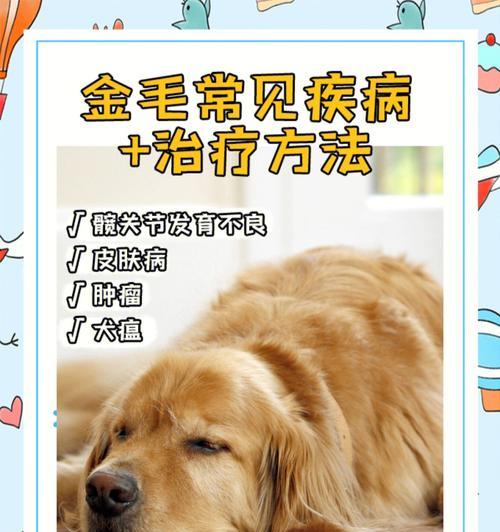 如何识别金毛犬的生病表现（宠物犬生病需要注意的细节）