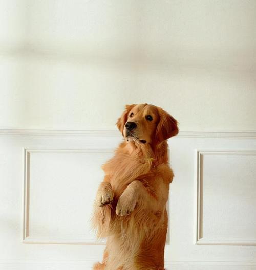 《金毛犬生长发育第四阶段——探秘宠物健康成长之路》（金毛犬进入成年期的挑战与机遇）