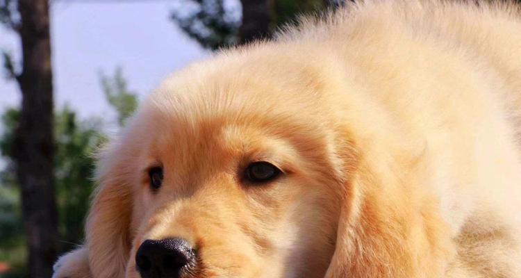 《金毛犬生长发育第四阶段——探秘宠物健康成长之路》（金毛犬进入成年期的挑战与机遇）