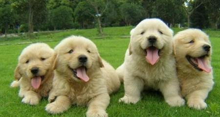 《金毛犬生长发育第四阶段——探秘宠物健康成长之路》（金毛犬进入成年期的挑战与机遇）