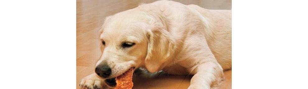 金毛犬的健康生活之狗粮饲喂优点（以金毛犬为例，狗粮饲喂有何益处？）