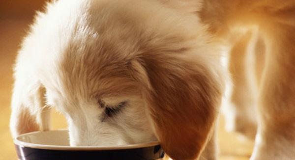 金毛犬的健康生活之狗粮饲喂优点（以金毛犬为例，狗粮饲喂有何益处？）