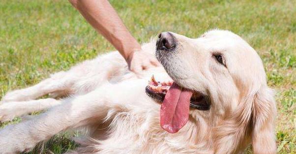 如何选购适合的金毛犬（以宠物为主，了解金毛犬的特点和需求）