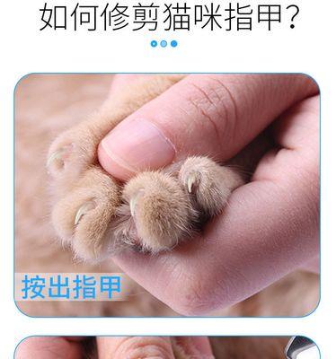 如何为金毛犬剪指甲（学会正确的剪指甲方法，让宠物更健康）