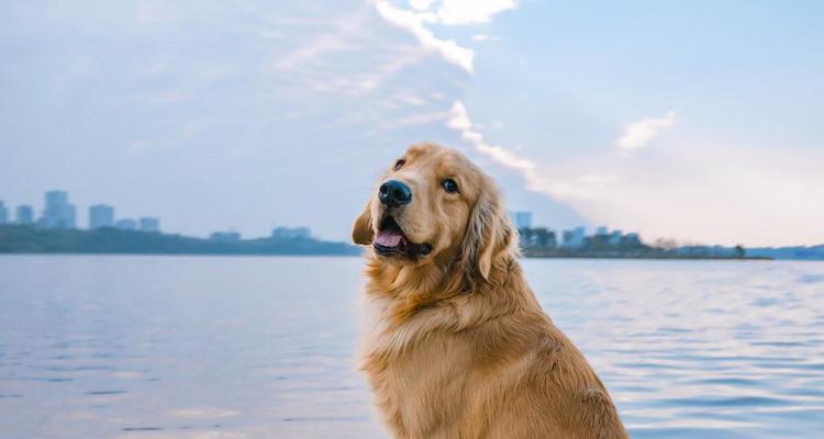 如何让金毛犬更加美丽动人（金毛犬美容的技巧与注意事项）