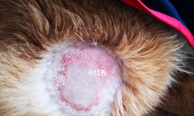 金毛犬真菌性皮肤病的预防和治疗（宠物金毛犬真菌性皮肤病的原因和治疗方法）