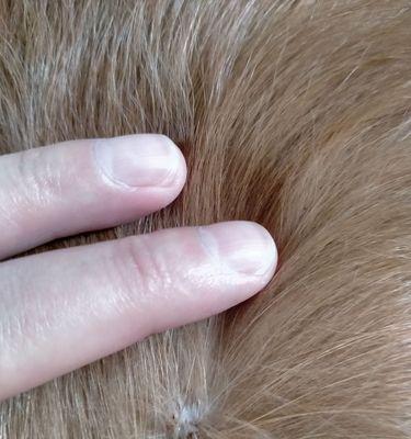 金毛犬真菌性皮肤病的预防和治疗（宠物金毛犬真菌性皮肤病的原因和治疗方法）