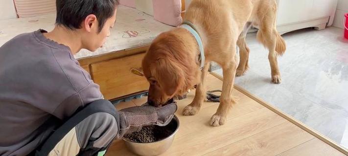 教你如何纠正金毛护食行为（从宠物饮食、训练入手，让金毛变成乖宝宝）