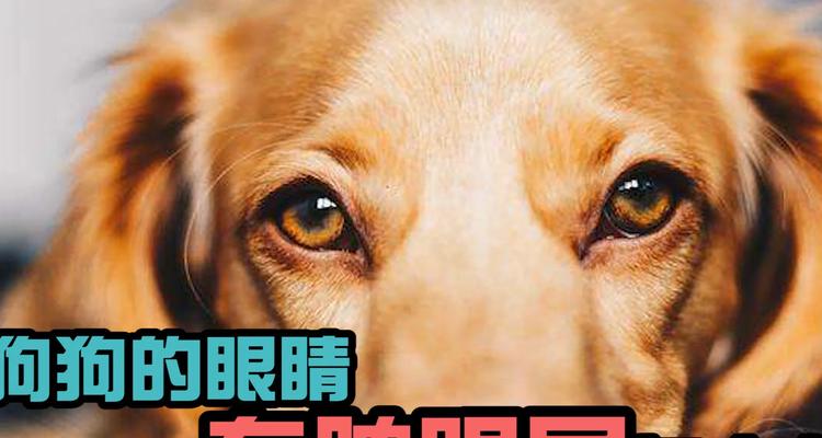 金毛眼睛有脓眼屎怎么办？（以宠物为主，如何处理金毛犬的眼部问题？）