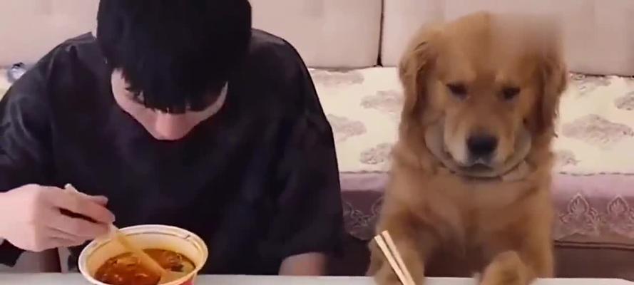 小心！这些食物金毛狗不能吃（宠物金毛狗的健康需要你的保护）