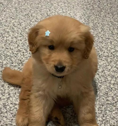 训练金毛幼犬大小便方法大揭秘（宠物主人必看！打造无尿无屎家庭的终极秘诀）