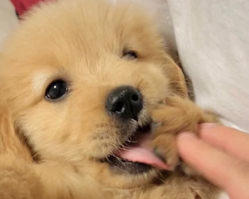 训练金毛幼犬大小便方法大揭秘（宠物主人必看！打造无尿无屎家庭的终极秘诀）