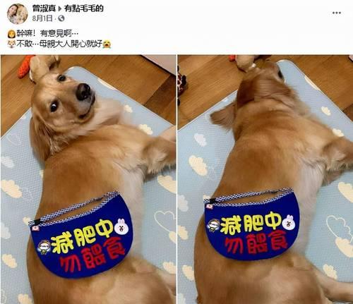 宠物金毛如何健康减肥（15个有效的减肥方法，让你的金毛重新变回苗条健康）