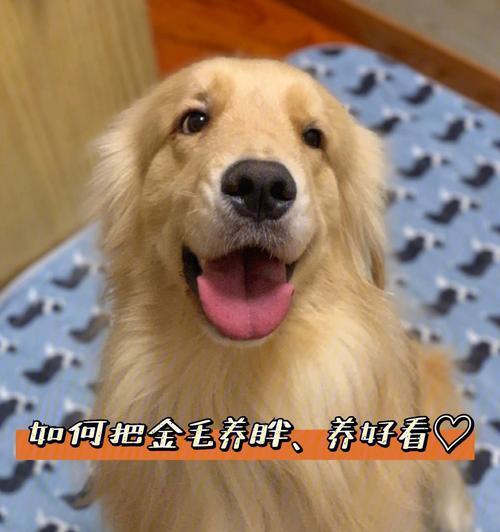 宠物金毛如何健康减肥（15个有效的减肥方法，让你的金毛重新变回苗条健康）